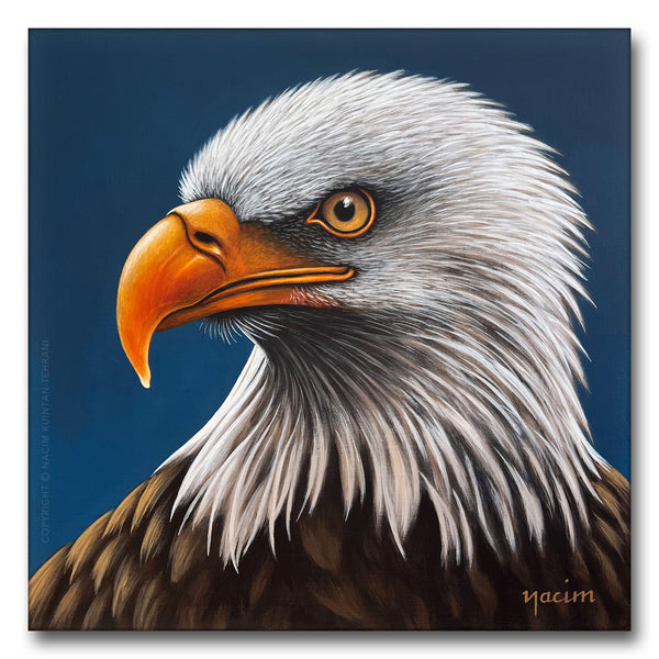 Bald Eagle