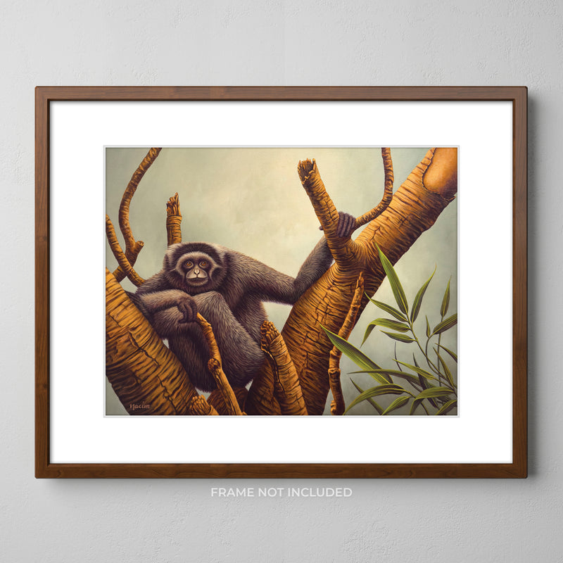 Art Print - Mullers Gibbon