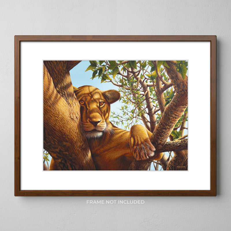 Art Print - Resting Lioness