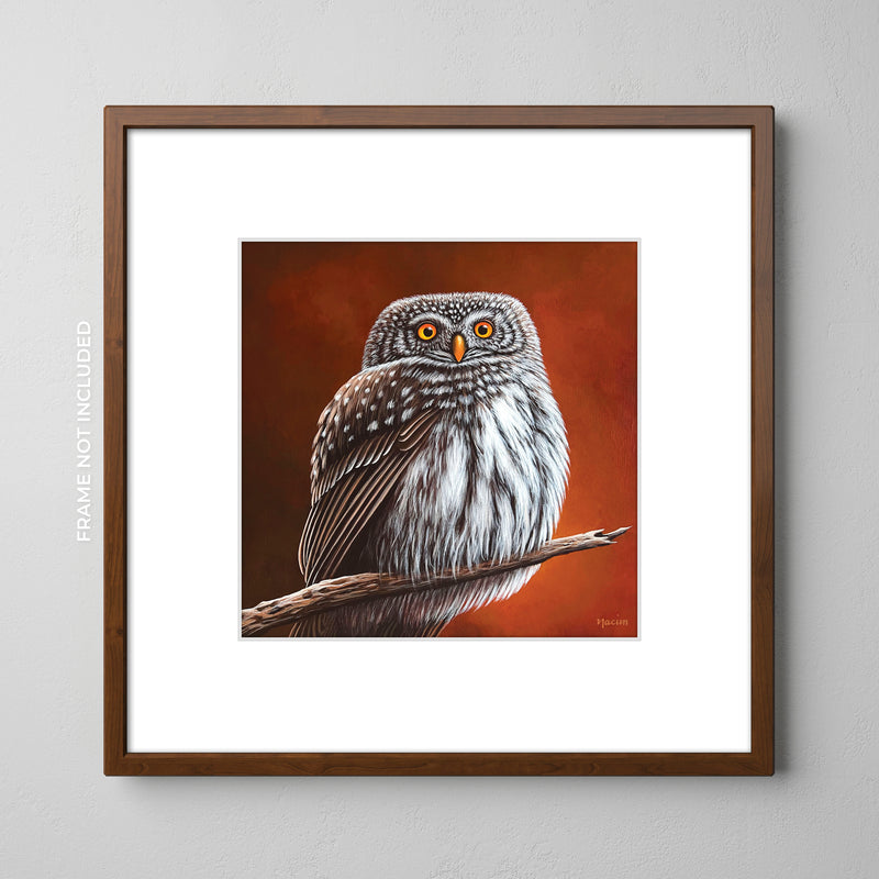 Art Print - Eurasian Pygmy Owl
