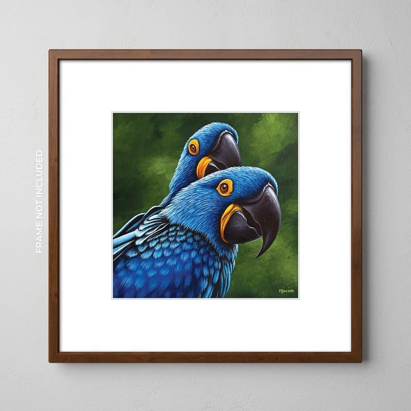 Art Print - Hyacinth Macaws