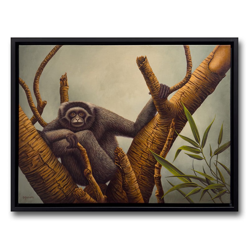 Müller's Gibbon (framed), original acrylic painting for sale by artist Nacim Ruintan-Tehrani.