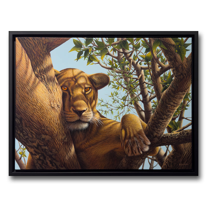 Resting Lioness (framed), original acrylic painting for sale by artist Nacim Ruintan-Tehrani.