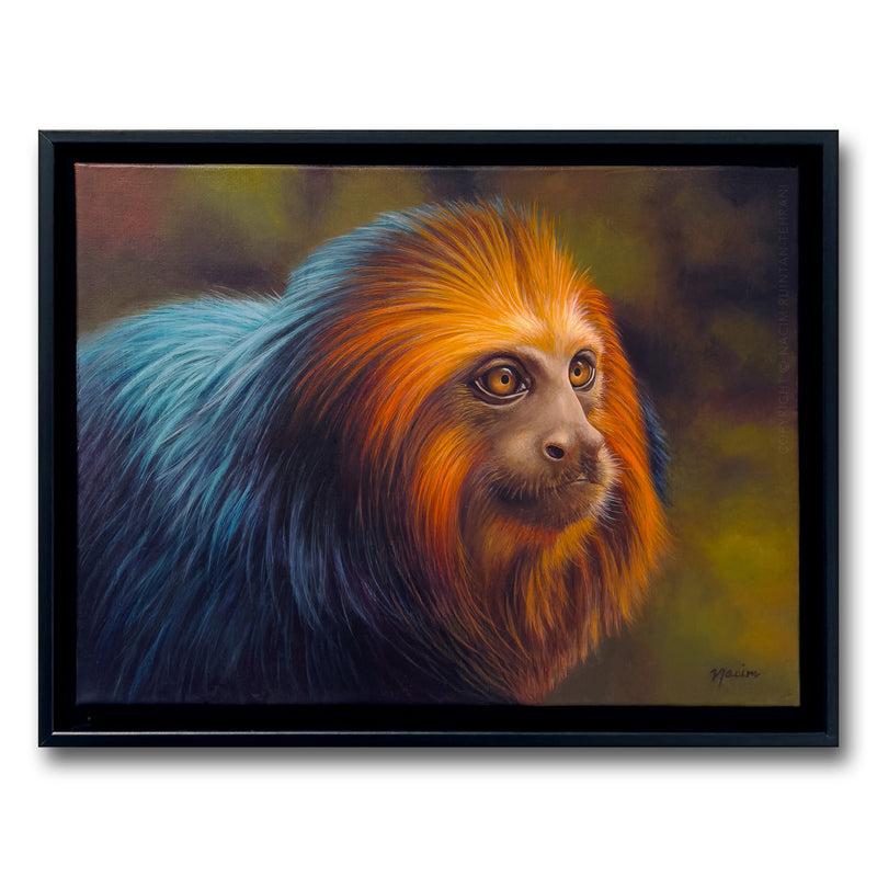 Lion Tamarin (framed), original acrylic painting for sale by artist Nacim Ruintan-Tehrani.