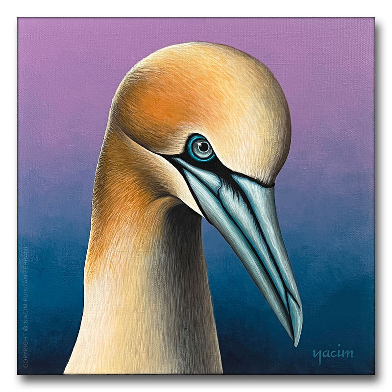 Northern Gannet, original acrylic painting for sale by artist Nacim Ruintan-Tehrani.