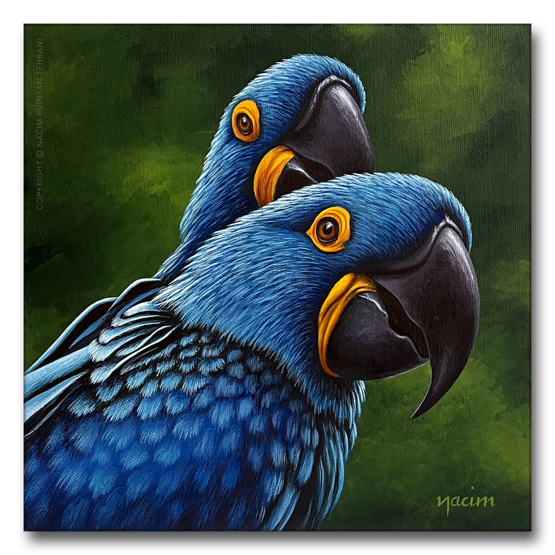 Hyacinth Macaws, original acrylic painting for sale by artist Nacim Ruintan-Tehrani.