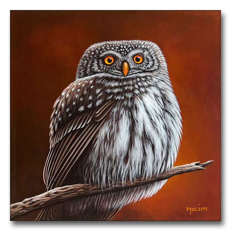 Eurasian Pygmy Owl, original acrylic painting for sale by artist Nacim Ruintan-Tehrani.