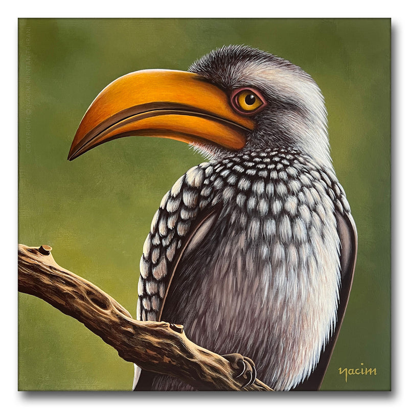 African Yellow-Billed Hornbill, original acrylic painting for sale by artist Nacim Ruintan-Tehrani.