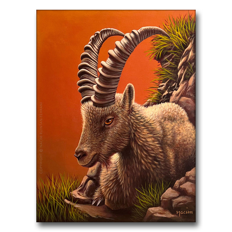 Alpine Ibex, original acrylic painting for sale by artist Nacim Ruintan-Tehrani.